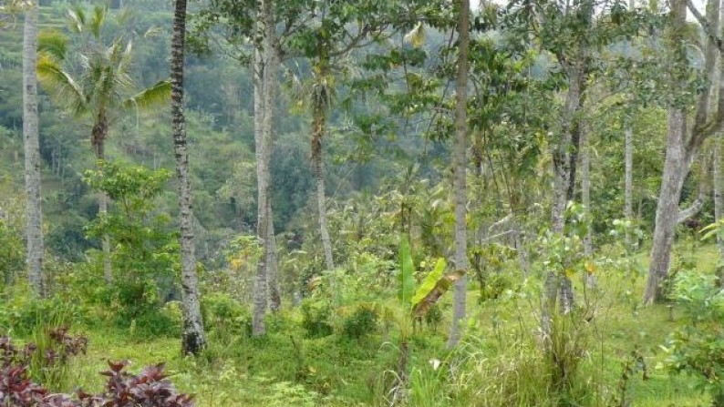 Tanah Lembah Pinggir Sungai 2,6 ha di Pujut Paku