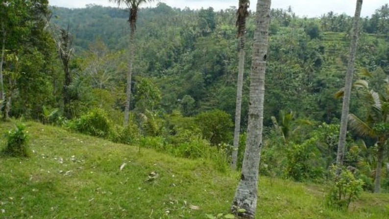 Tanah Lembah Pinggir Sungai 2,6 ha di Pujut Paku