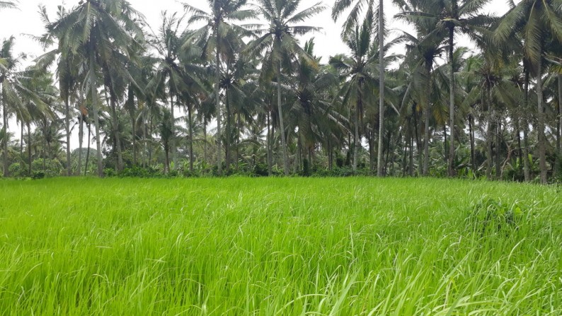 Tanah Lembah Pinggir Sungai 2,6 ha di Pujut Paku