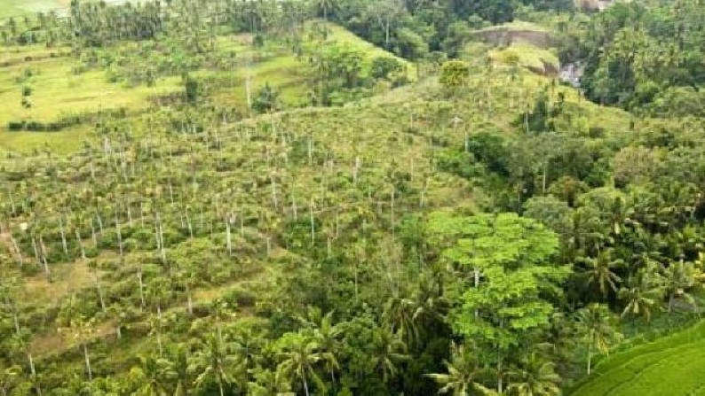 Tanah Lembah Pinggir Sungai 2,6 ha di Pujut Paku