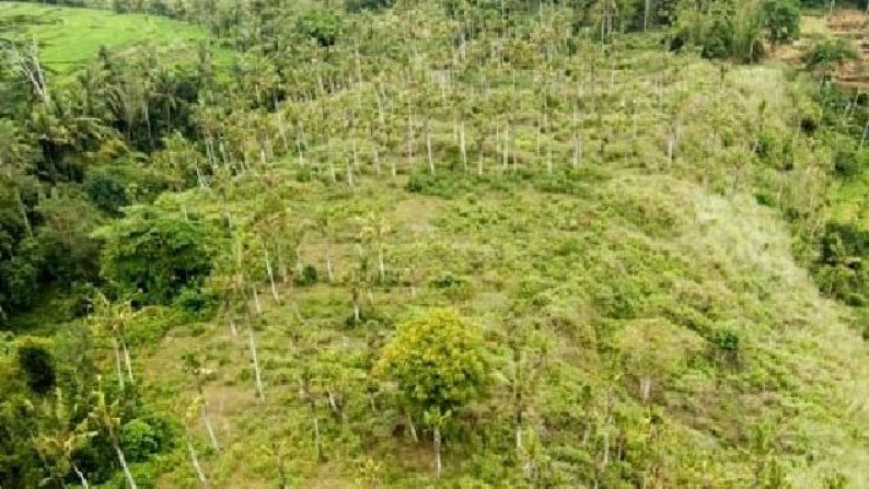 Tanah Lembah Pinggir Sungai 2,6 ha di Pujut Paku