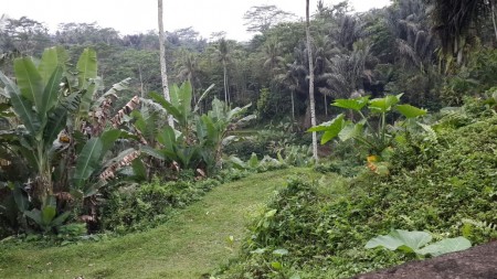 Dijual Tanah di Ubud, Bali