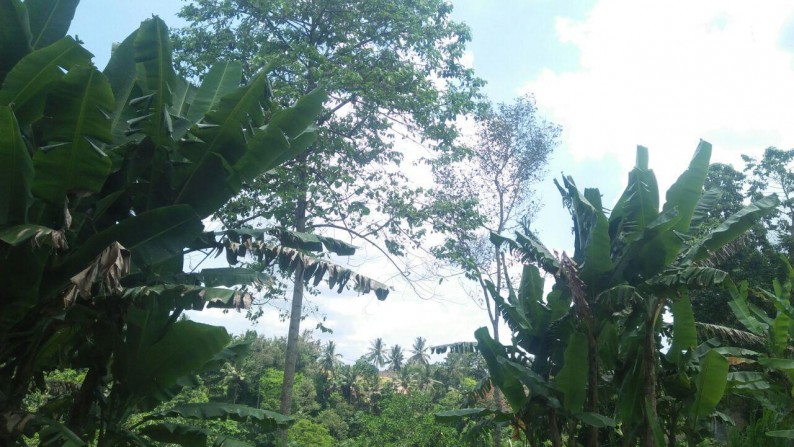 3000 Sq m of Freehold Land with Beautiful Valley and river View Located Just 5 Minutes From Ubud Center For Sale
