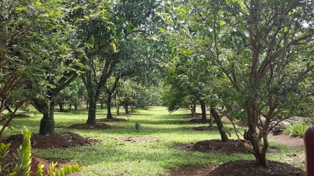 DIJUAL HARGA MURAH, KAVLING KEBUN BUAH DI LEGOK-TANGERANG-BANTENG