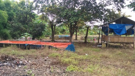 Peternakan Ayam Di Cibening Bekasi