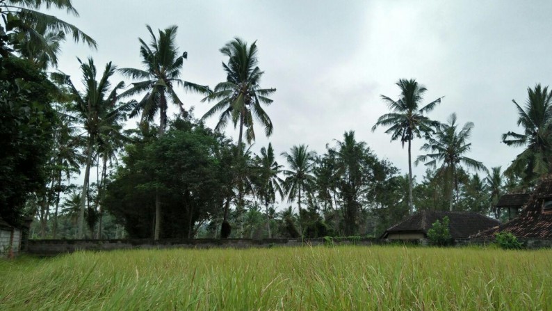 925 Sq M of Freehold Land for Sale Just 15 minutes from Ubud Center (Jl. Raya Ubud)