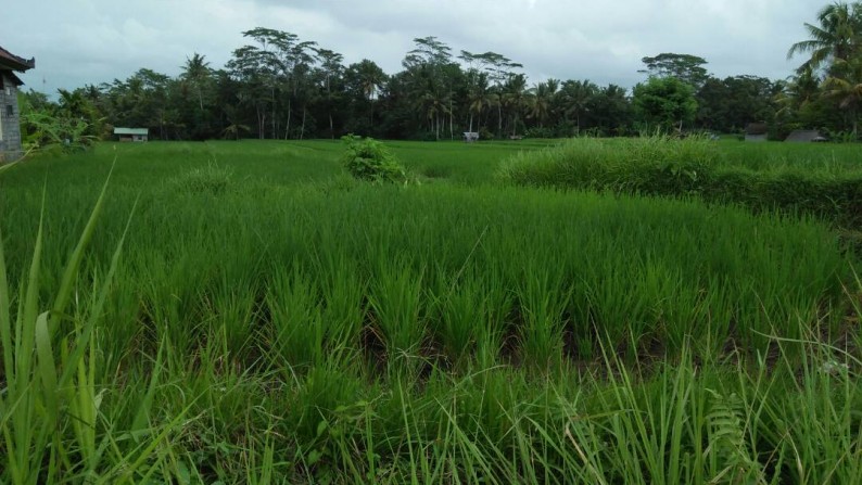 2300 Sq m of Leasehold Land and just 10 minutes from Ubud Center