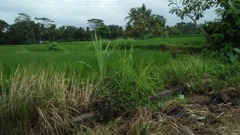 2300 Sq m of Leasehold Land and just 10 minutes from Ubud Center