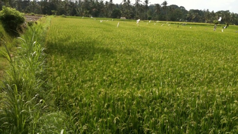 400 Sq M of Freehold Land with Beautiful Rice Field View For Sale Just 10 Minutes from Ubud Center (Jl. Raya Ubud)