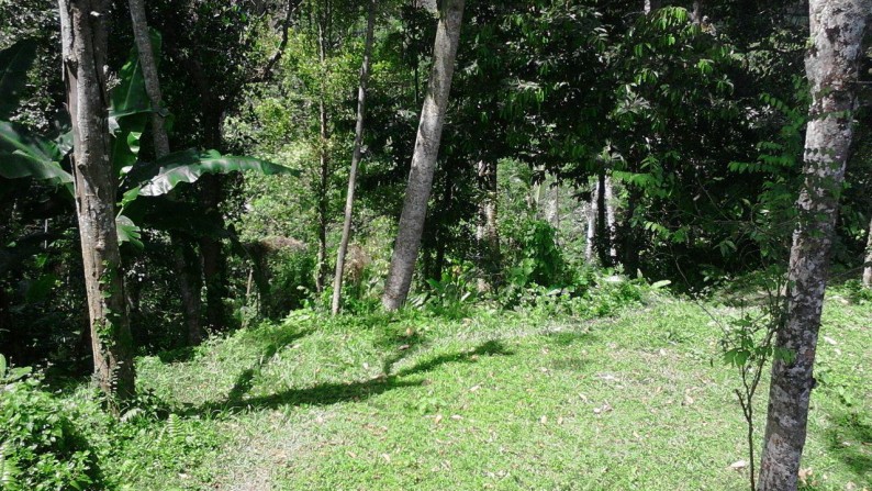 800 Sq m of Freehold Land For Sale Just 20 minute From Ubud Center