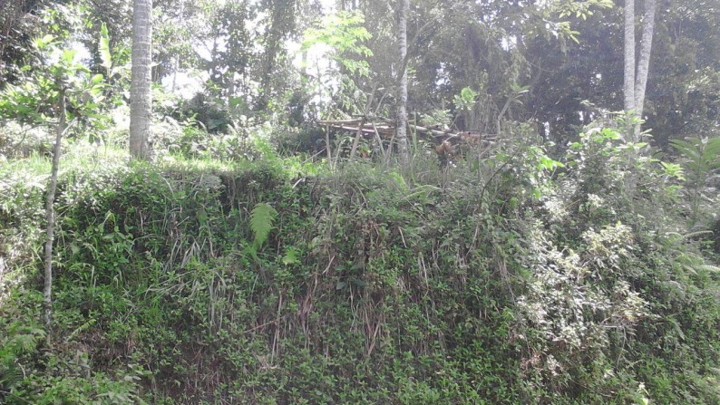 800 Sq m of Freehold Land For Sale Just 20 minute From Ubud Center
