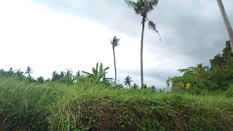 200 Sq m of Freehold Land For Sale Just 20 Minutes From Ubud Center