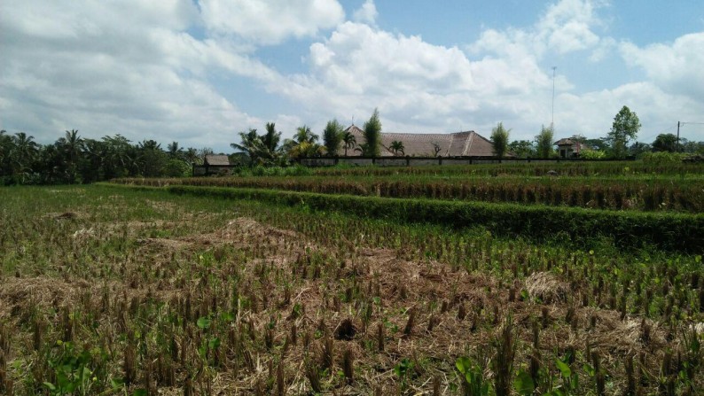 1360 Sq M of Freehold Land For Sale Just 20 minute from Ubud Center
