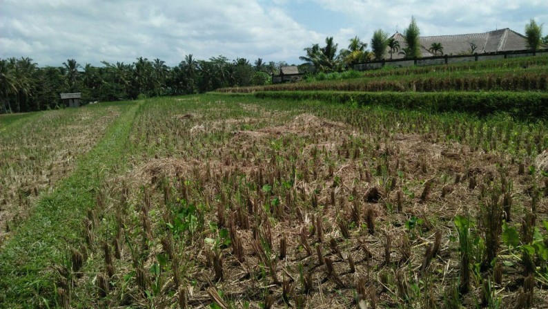 1360 Sq M of Freehold Land For Sale Just 20 minute from Ubud Center