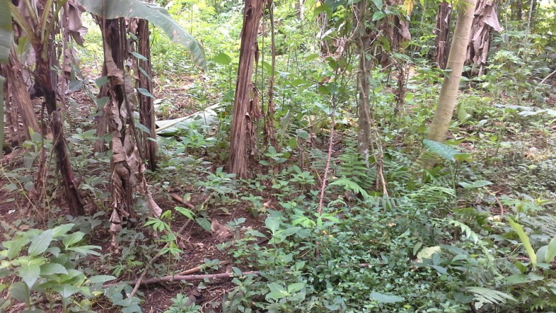 3800 sq.m of Freehold Land For Sale 20 Minutes from the Centre of Ubud