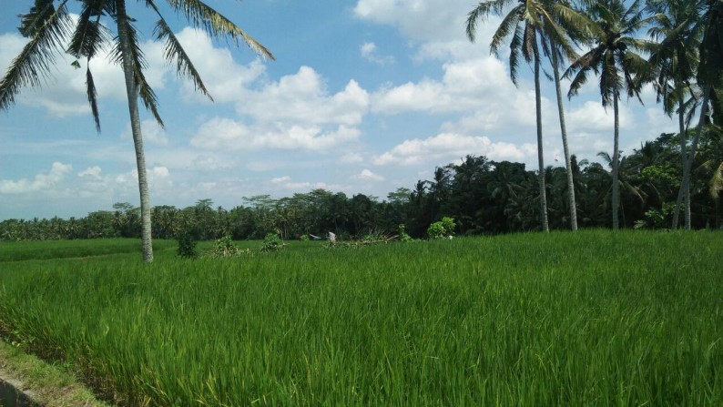 3500 Sq m of Freehold Land with River View for Sale just 10 minutes from Ubud Center