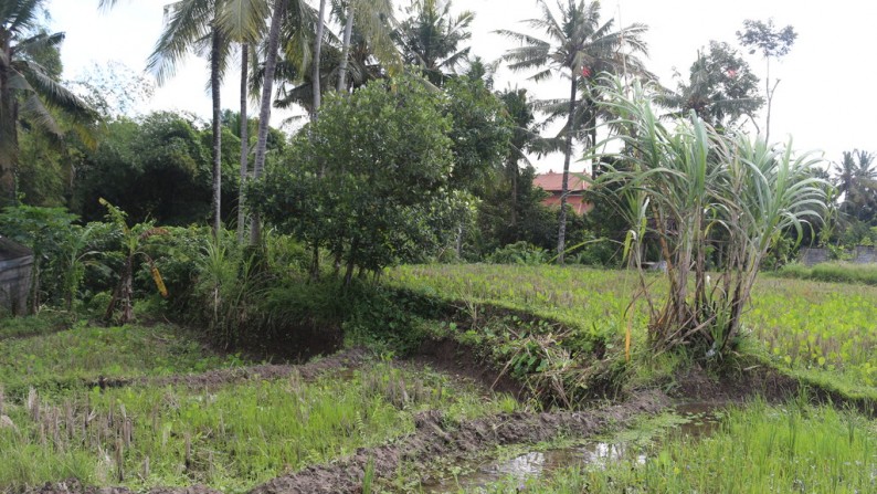 This 400 sq m of Freehold land For Sale Forest and Rice Field View just 8 minute from Ubud center (Jalan Raya Ubud)