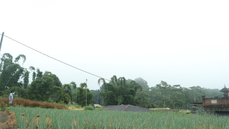 1000 sq m of Freehold Land for Sale only 2 Minutes from Bedugul