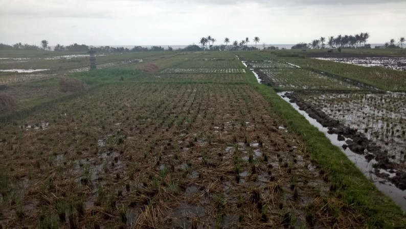 Beachfront 2,36 ha at Pasut Beach,15 mins to Tanah Lot