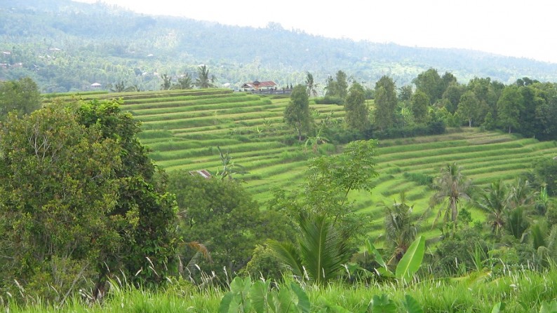 Tanah View Laut dan Sawah Cantik di Sukasada, Ambengan