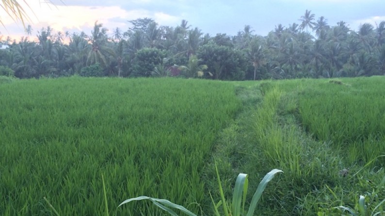 3,200 sq m of Leasehold Land with Beautiful Rice Field View For Sale, just 5 Minutes from Ubud Center