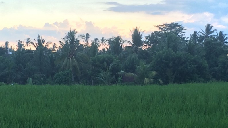 3,200 sq m of Leasehold Land with Beautiful Rice Field View For Sale, just 5 Minutes from Ubud Center