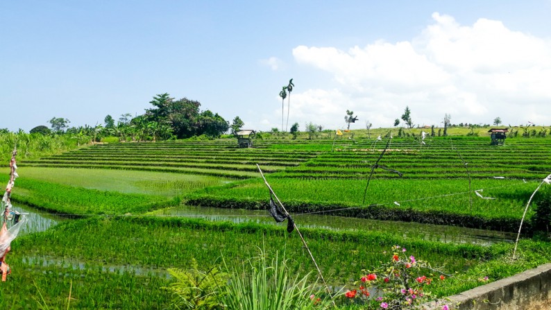 Fantastic Income!! Villa & Guest House with Rice Field View at Berawa