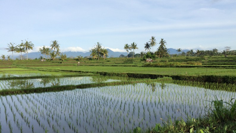 40,000 sq m Freehold Land with Amazing Views 15 Minutes from Ubud Center