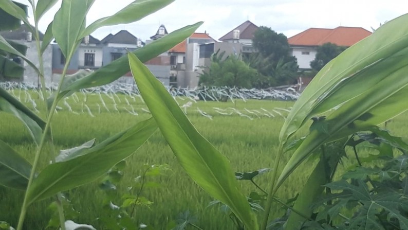 Land Leasehold 4500 Sqm in main Road Denpasar Bali