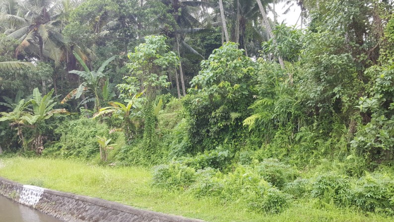 3000 sq m Leasehold Land with River and Rice Field View for Sale just 10 Minute from Central Ubud