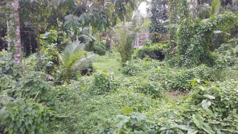 3000 sq m Leasehold Land with River and Rice Field View for Sale just 10 Minute from Central Ubud