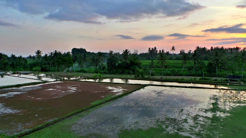 525sq m of Freehold Land with Stunning Rice Field Views for Sale 15 Minutes from Ubud