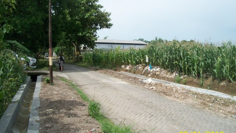 Tanah di Desa Mulung-Gresik, Sertifikat Hak Milik, sewa min 5 tahun, Jalan Sudah Paving - PP -