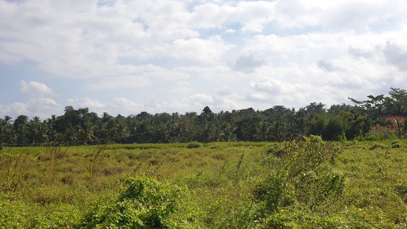 250 sq m Freehold Land with stunning Rice Field  and Jungle Views 10 Minutes from Central Ubud
