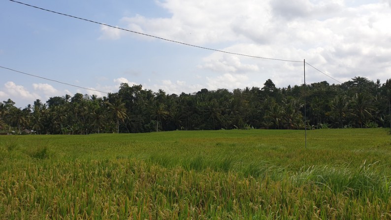 250 sq m Freehold Land with stunning Rice Field  and Jungle Views 10 Minutes from Central Ubud