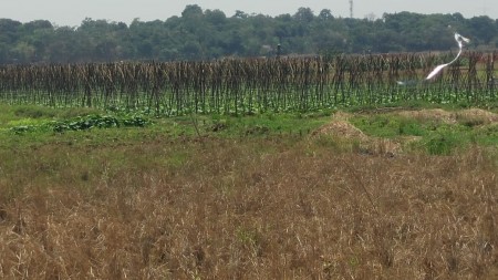 Dijual Lahan kosong, berbatasan dengan Palm 3 setu, cocok utk perumahan