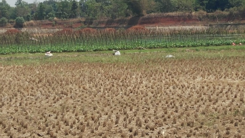 Dijual Lahan kosong, berbatasan dengan Palm 3 setu, cocok utk perumahan