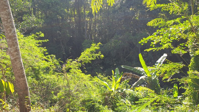 6181 sq m Freehold Land with Amazing Ravine and Jungle Views 10 Minutes from Central Ubud