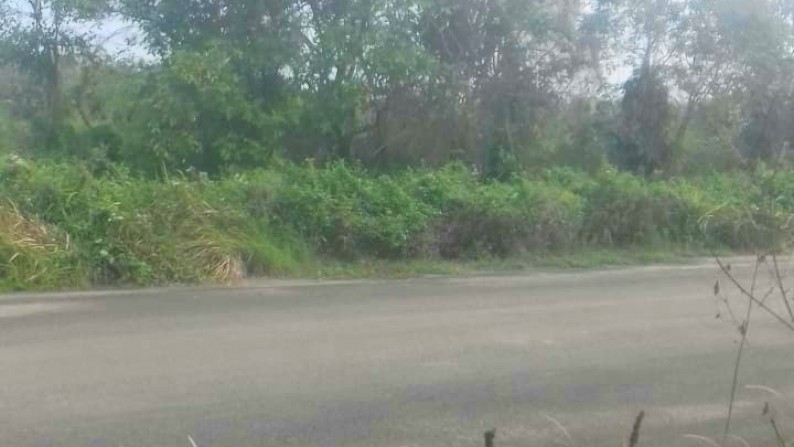 Kavling Area di Kalimantan Timur Luas 4644m Harga 3.5M Nego sampai DEAL