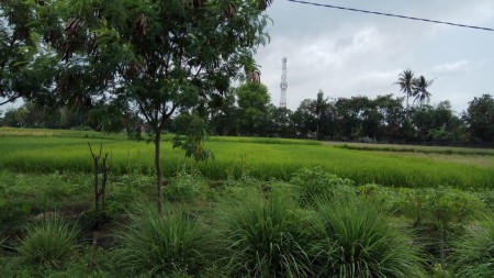 TANAH SAWAH DI DEKAT JL GODEAN KM 8, SLEMAN