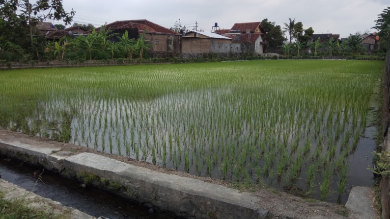 TANAH SAWAH DI COKRO KENTENG, SIDOAARUM, GODEAN, SLEMAN.