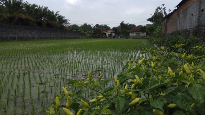 TANAH SAWAH DI COKRO KENTENG, SIDOAARUM, GODEAN, SLEMAN.