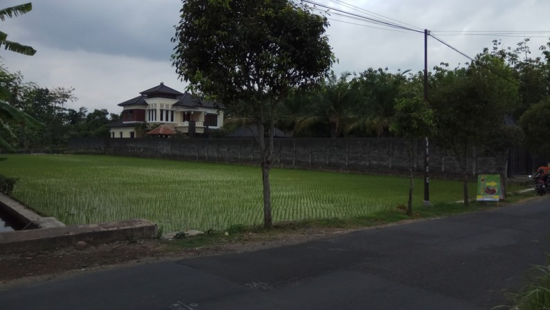 TANAH SAWAH DI COKRO KENTENG, SIDOAARUM, GODEAN, SLEMAN.