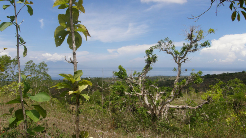 Nusa Penida-13500 Sqm  Sea View Hilltop Plot