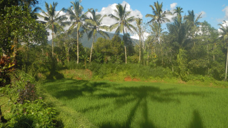 Absolute Natural Set 7450 Sqm Freehold Land in Sanda  Tabanan