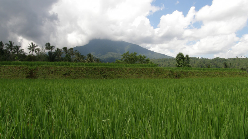 Absolute Natural Set 7450 Sqm Freehold Land in Sanda  Tabanan