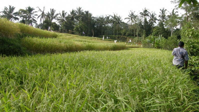 Absolute Natural Set 7450 Sqm Freehold Land in Sanda  Tabanan