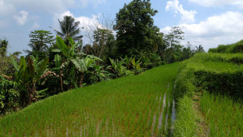 Absolute Natural Set 7450 Sqm Freehold Land in Sanda  Tabanan