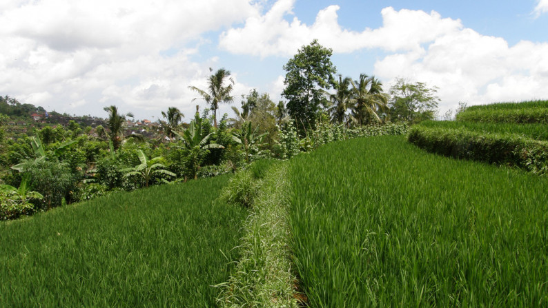 Absolute Natural Set 7450 Sqm Freehold Land in Sanda  Tabanan