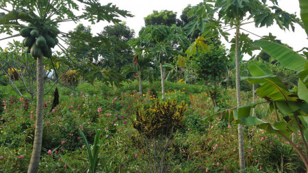 Angka Gardens, 4650 sqm, Tabanan, Bali